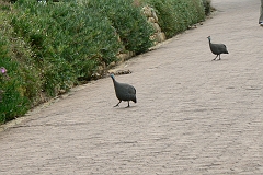 1012-Reis Zuid-Afrika2007